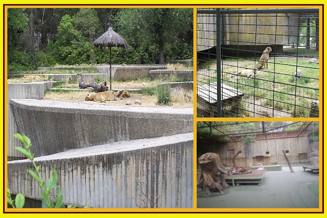 ZOO RELATOS zoo relatos: