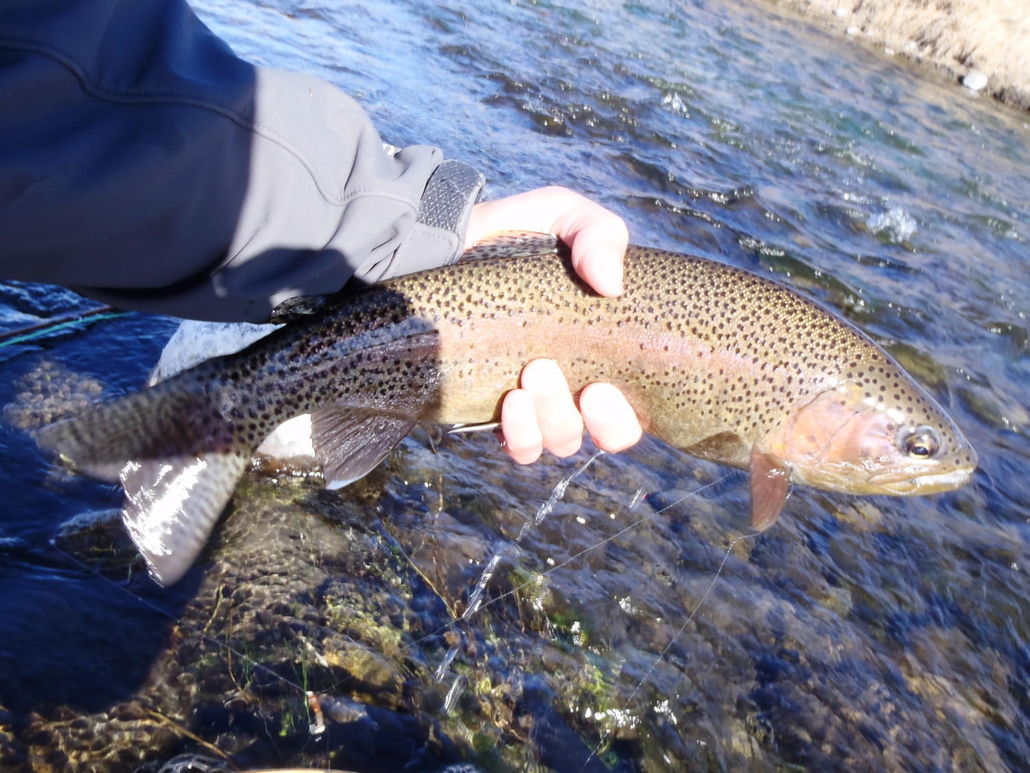 Mountains, Rivers, & Trout Afternoon at Armstrong's