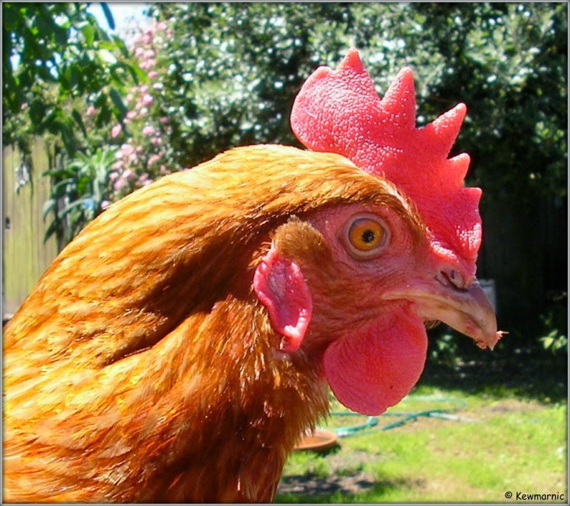 One Of The Little Red Hens