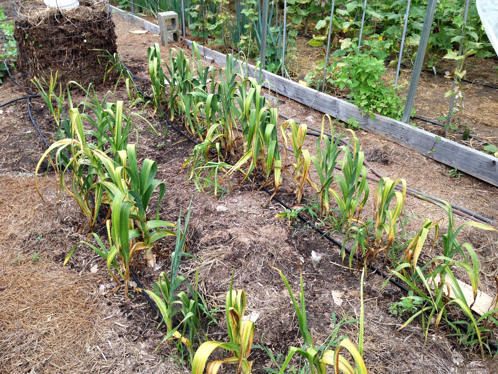 PJ Farm Organic Medicinal Herbs Garlic Harvest