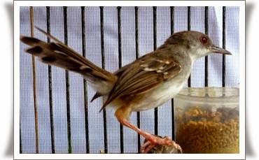 Mengenal Perbedaan Burung Ciblek Semi Dan Ciblek Kristal Merawat