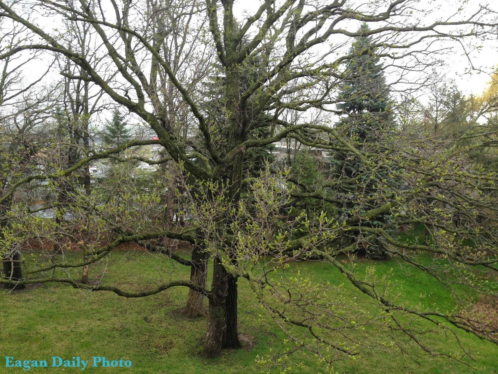 Eagan Daily Photo May 2014