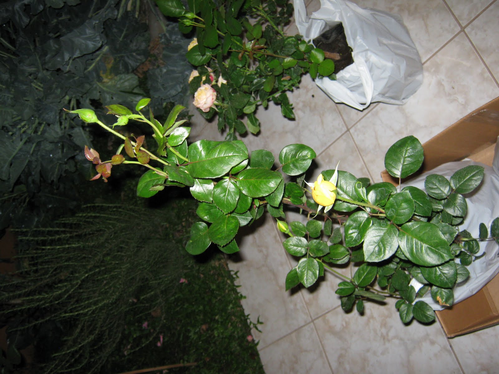 Acuarismo, jardinería, meliponicultura: Mis nuevas rosas!