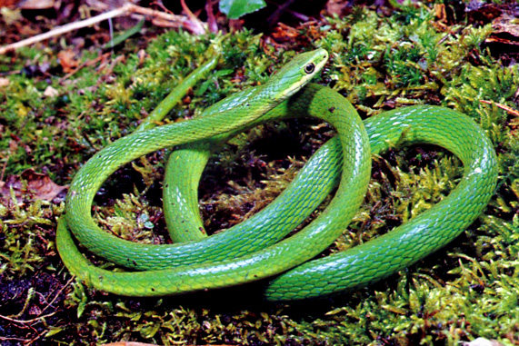 Snake | Animal Wildlife