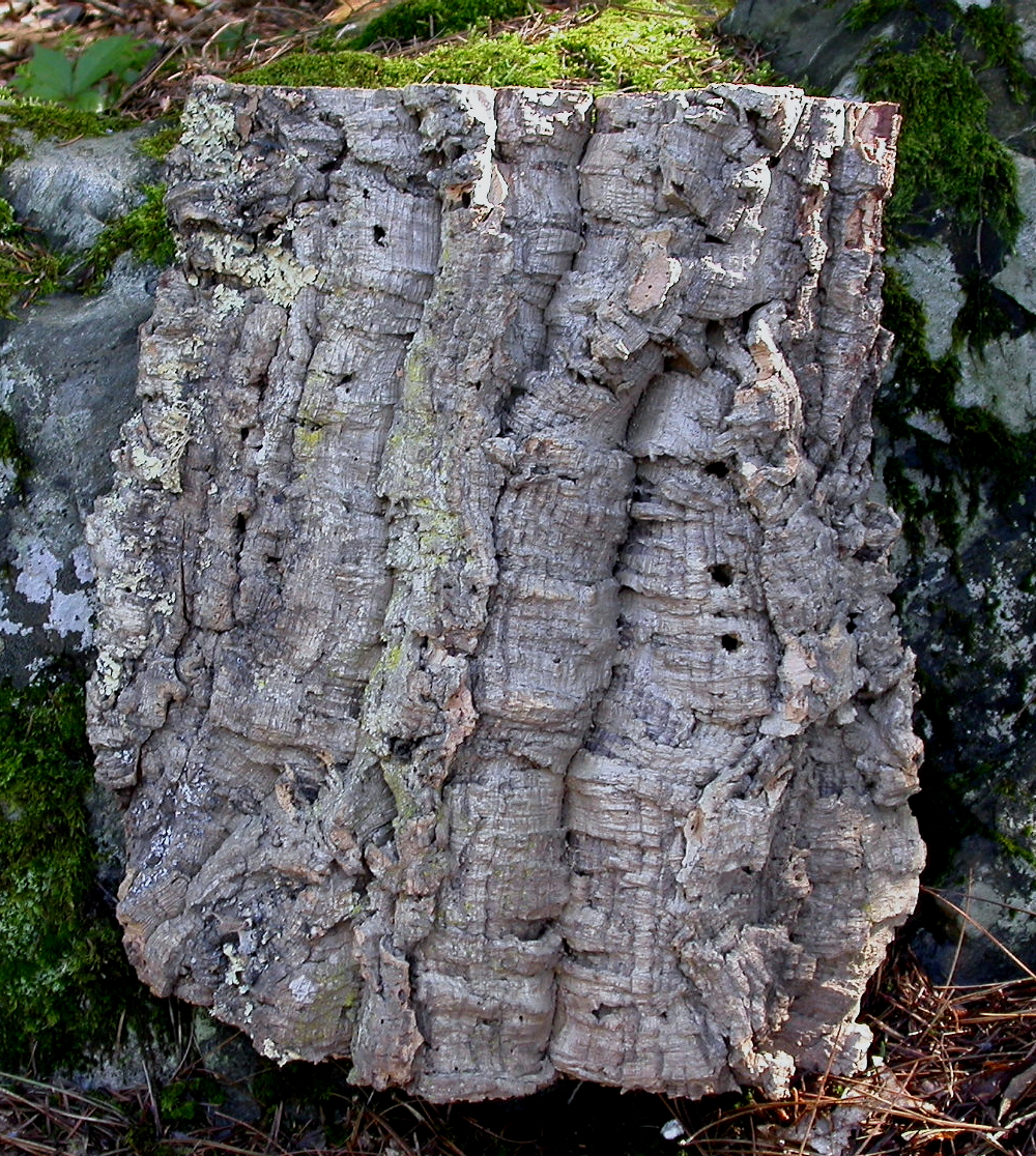 cork bark as "trellis raft" The Planted Tank Forum