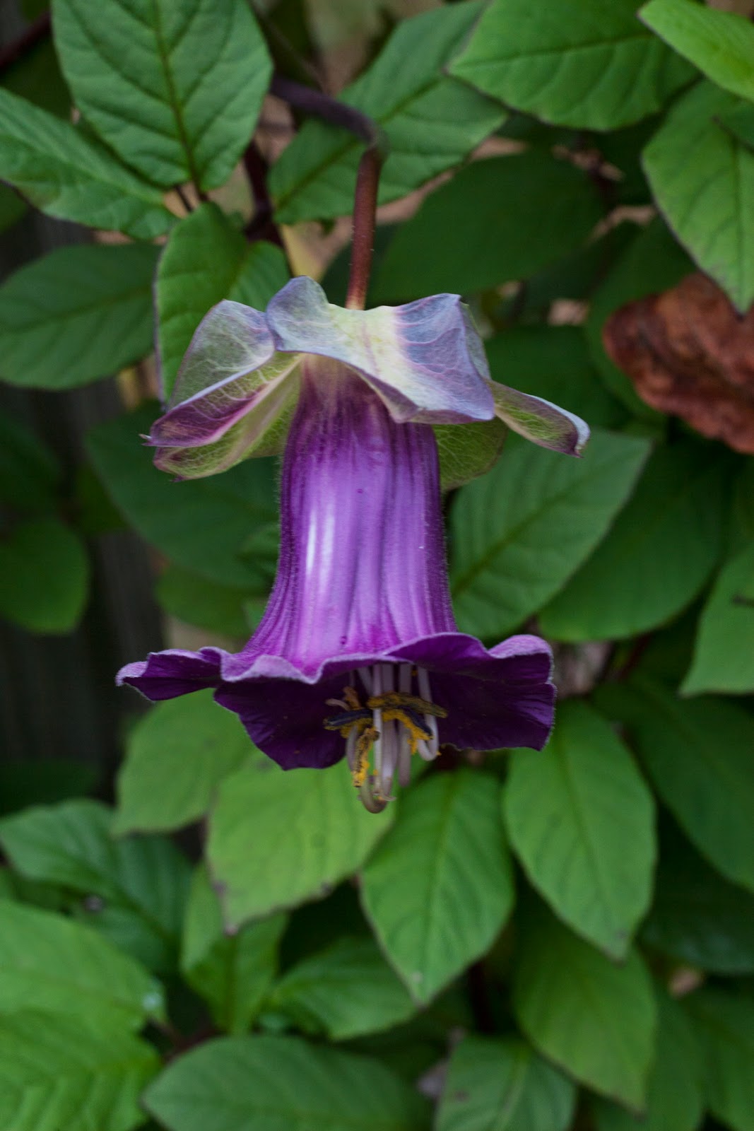 PurpleFlower_Cup_Saucer_Vine Purple garden, My secret garden