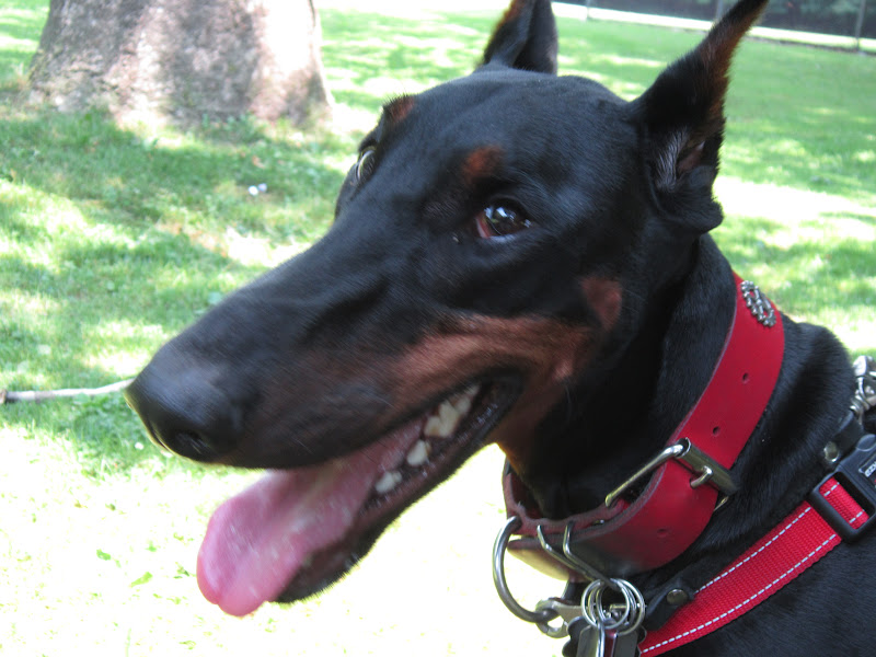 The Elka Almanac Doberman Health Hips and Elbows