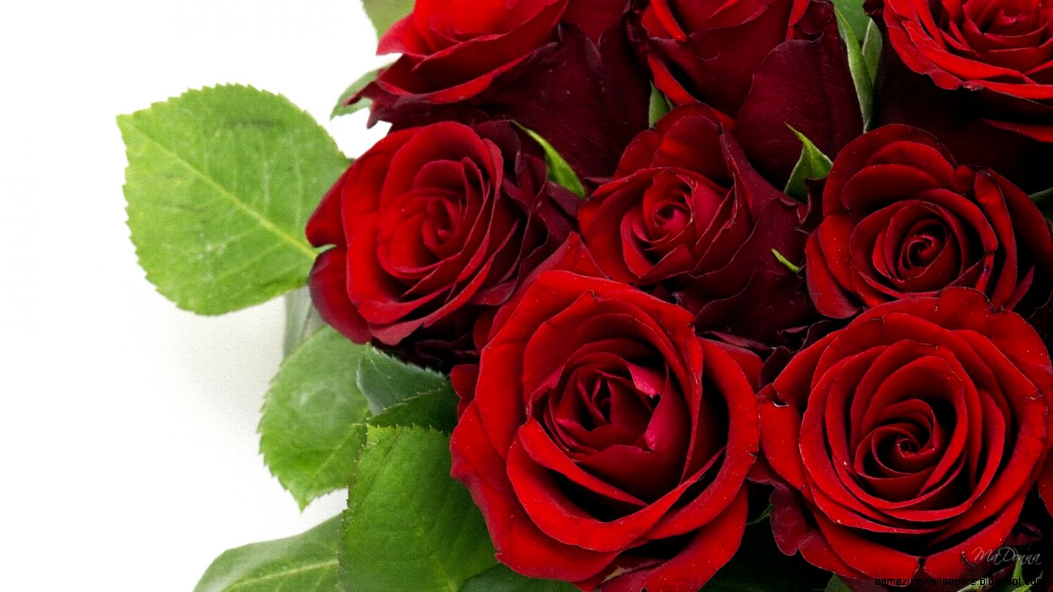 red roses most popular rose rose wallpapers beautiful rose red red roses most popular rose rose wallpapers beautiful rose red