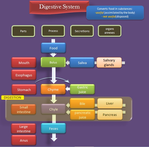 human digestive system diagram and functions. digestive system diagram and