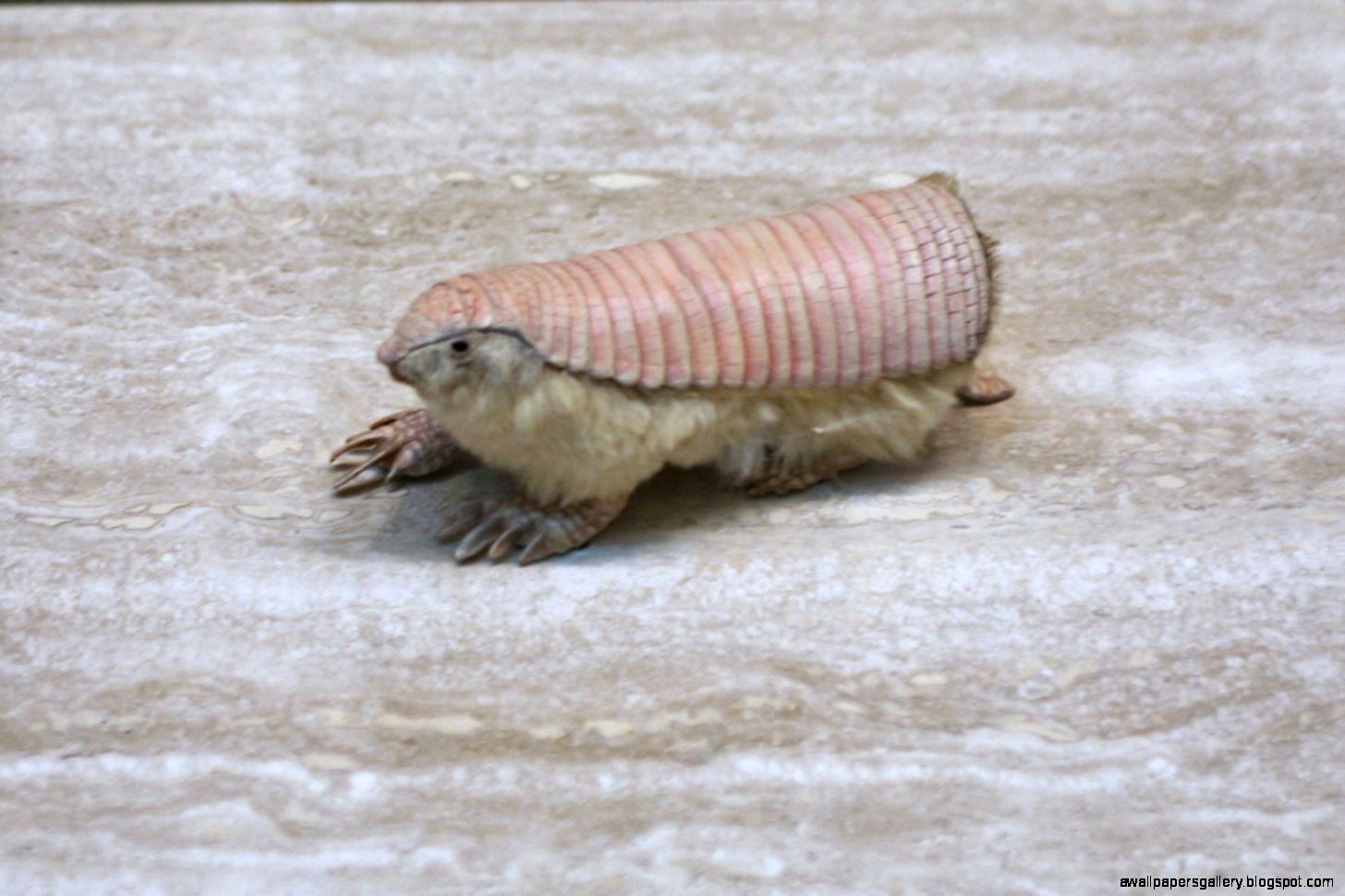 Pink Fairy Armadillo Animal Pink Fairy Armadillo Animal