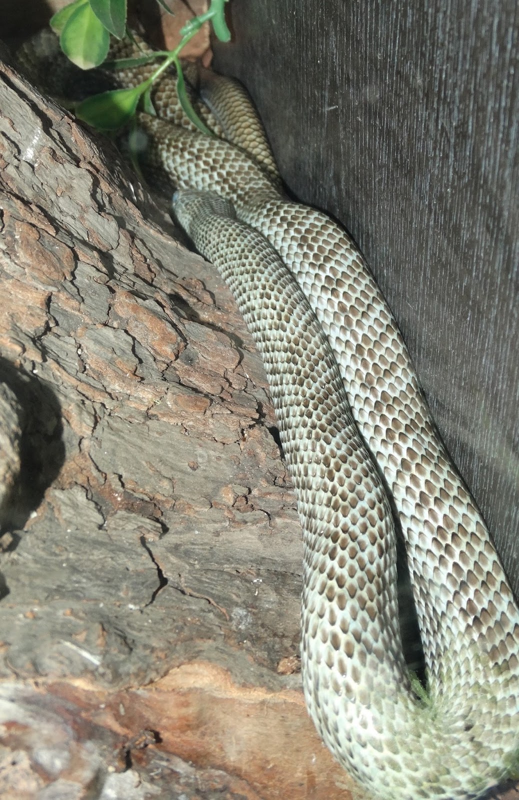 Reptiles Amphibians & Fish JAPANESE RAT SNAKE ELAPHE CLIMACOPHORA