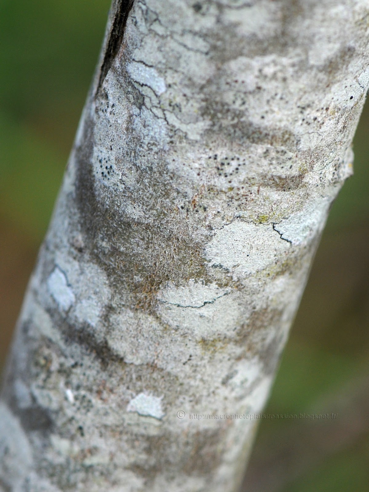 Macrophoto plaisir passion: Le Saule Marsault, Salix caprea