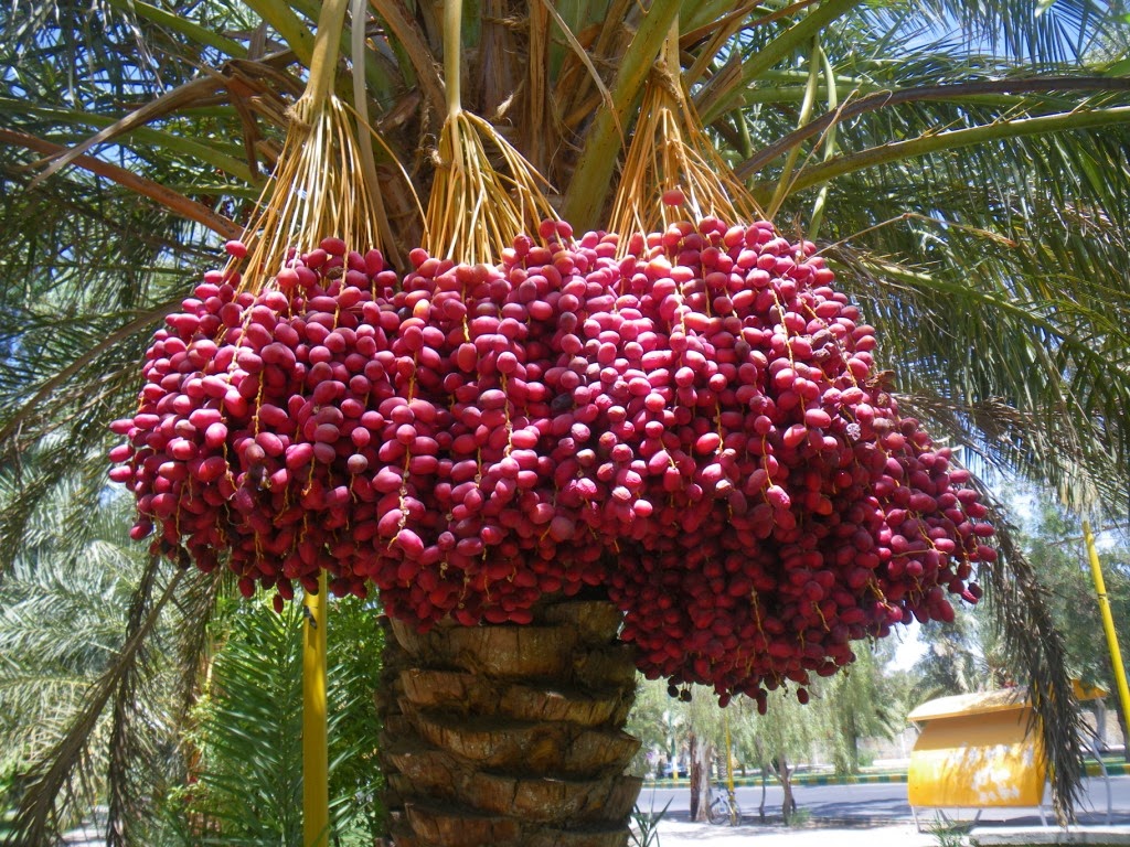 Beautiful Very Nice Dates Tree HD Wallpapers