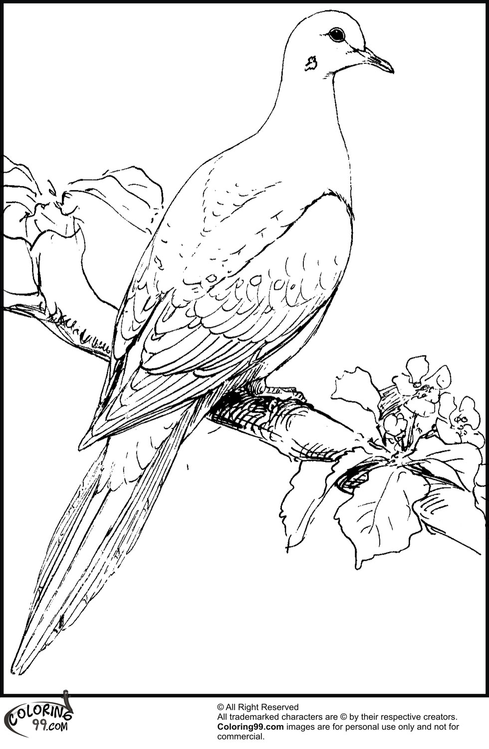 Dove Coloring Pages | Team colors