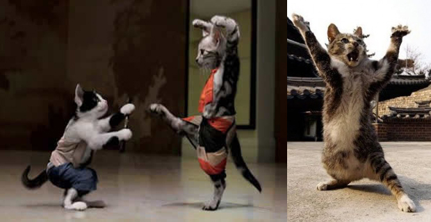 kung-fu cat