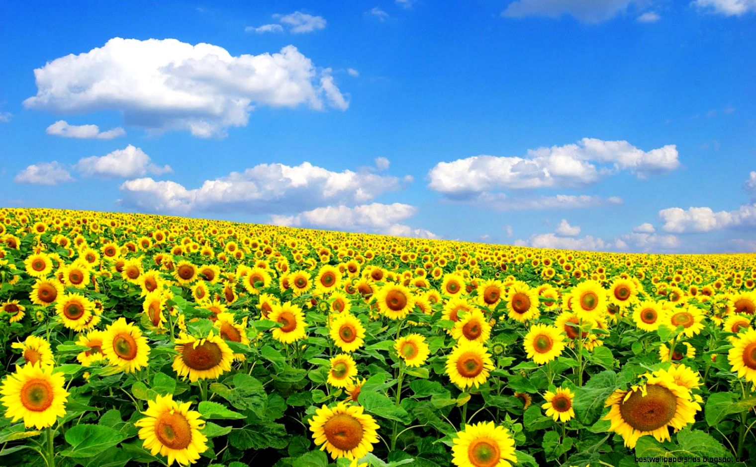 Download Summer Sunflowers HD Wallpaper HD Wallpaper Download Summer Sunflowers HD Wallpaper HD Wallpaper