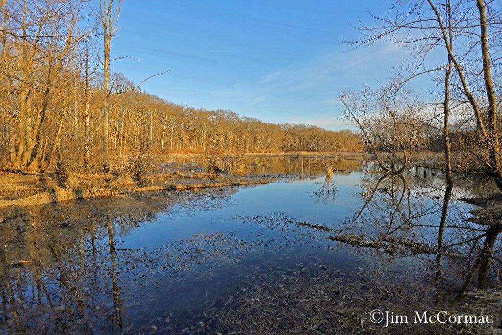 Ohio Birds and Biodiversity Shreve Migration Sensation!