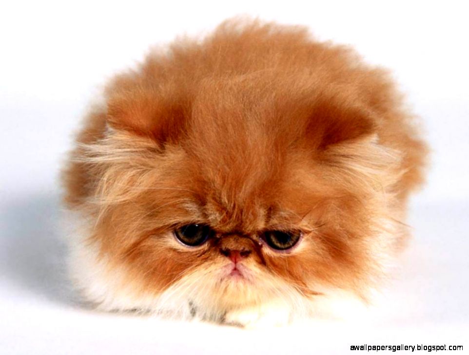 Cute baby animals Cute baby animals