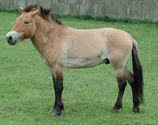 przewalski's horse