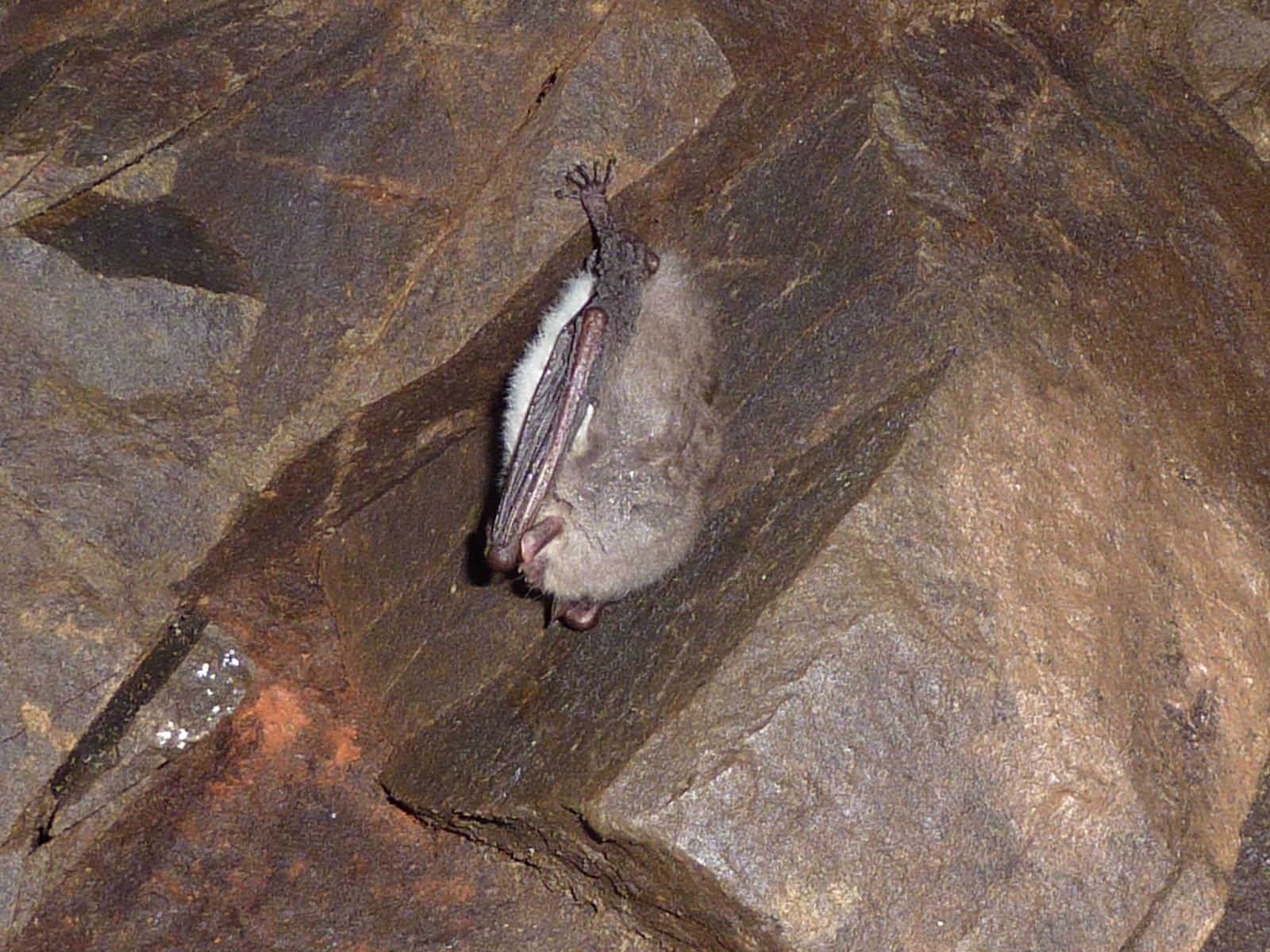David's Bat Blog Protecting and monitoring Scotland's bat hibernacula