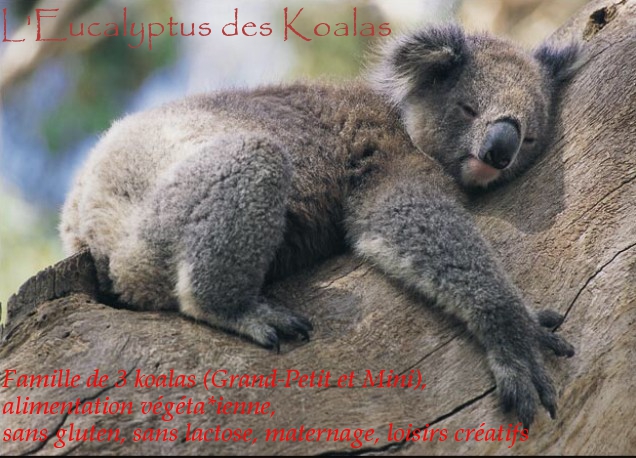 L'Eucalyptus des Koalas