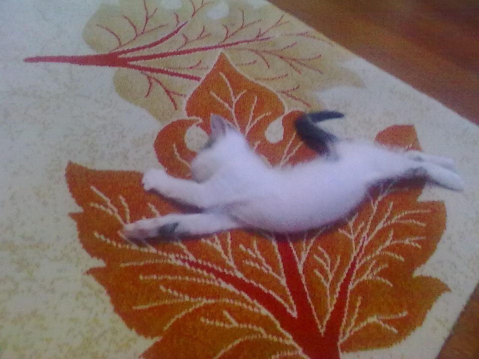 KEDi CANDIR Annesiz yavru kedi bakımı