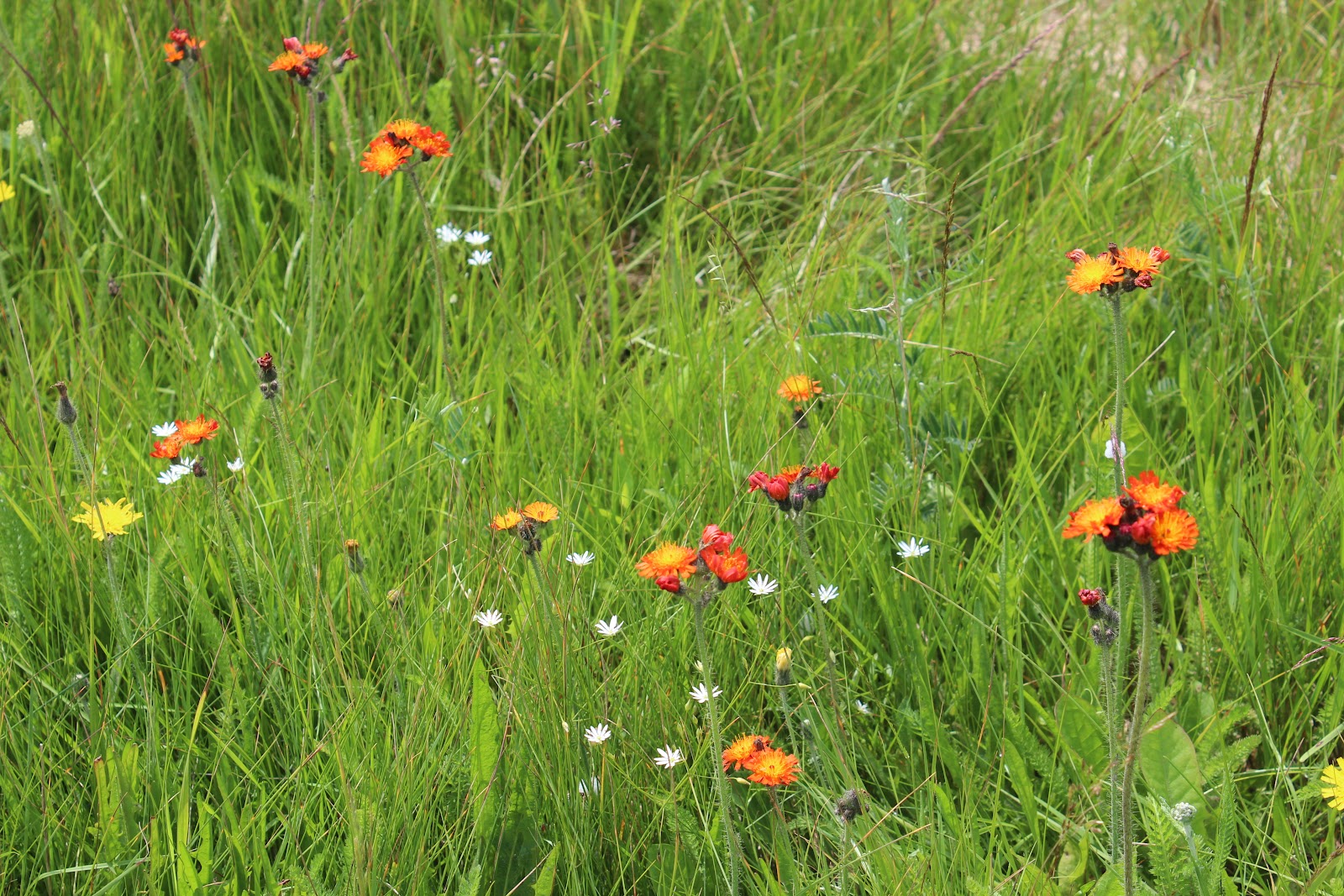 PEI Wildflowers Orange