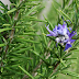 Sniffing Rosemary Can Increase Memory By 75%