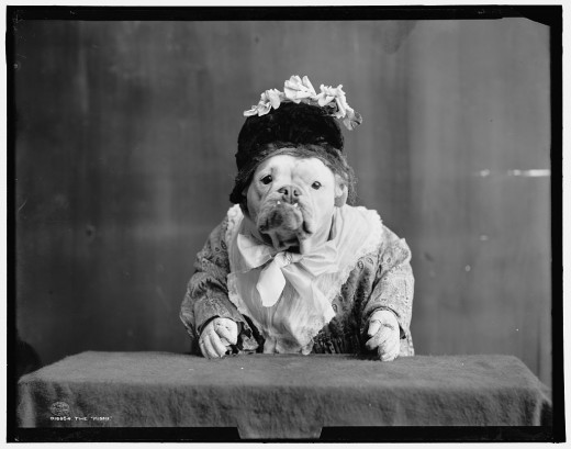 Buldogues! Buldogue vestido mascarado fotografia