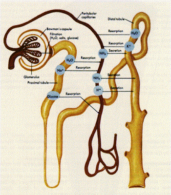 nephron diagram loop henle urine formation figure tubule system filtration parts fluid dialysis urinary regulation showing steps reabsorption humans space