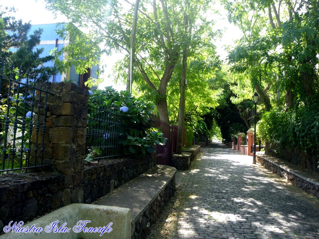 NUESTRA ISLA TENERIFE EL ANTIGUO PASEO DE LAS ACACIAS EN GUAMASA