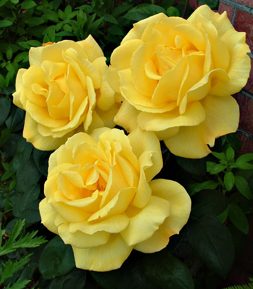 B is for Blair's Blog.. Friendship Series Part III