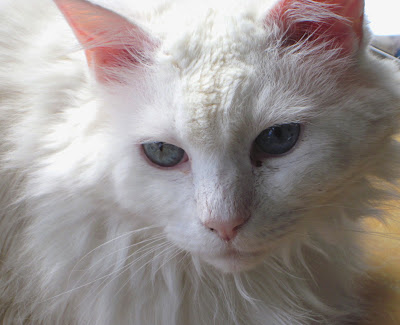 Frannie, our deaf cat
