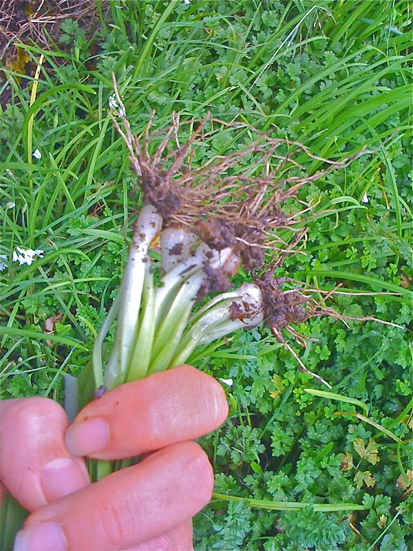 Alessandra Zecchini Springtime, onion weed time (and more book reviews)