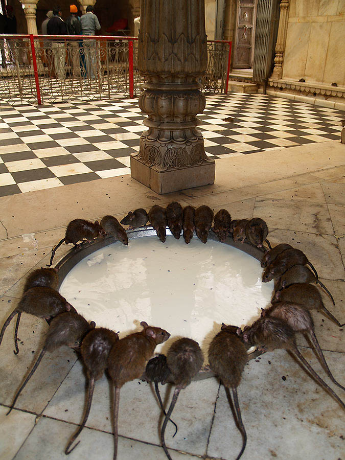 templo templo