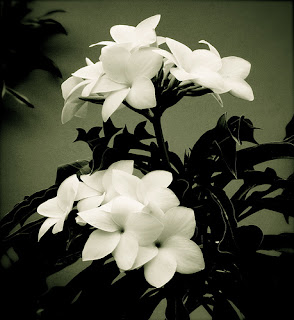 flores preciosas blancas
