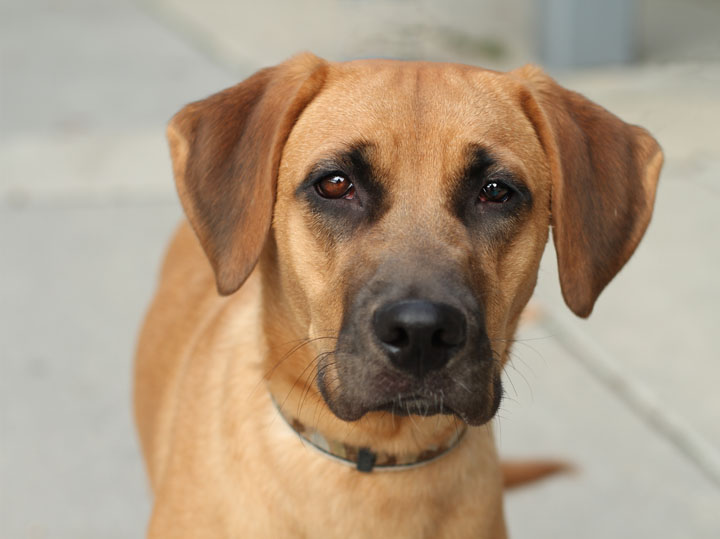 Golden Lab German Shepherd Mix Dog German Shepherds