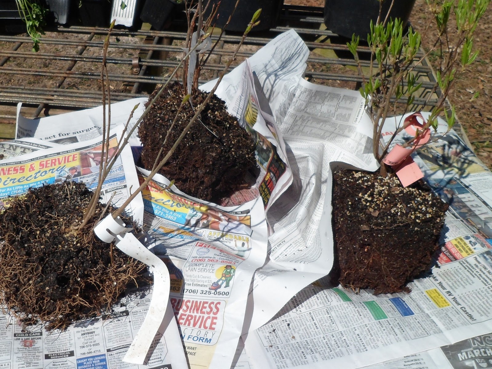 Gardening Shady Style Selling Plants Online How to Package Plants for