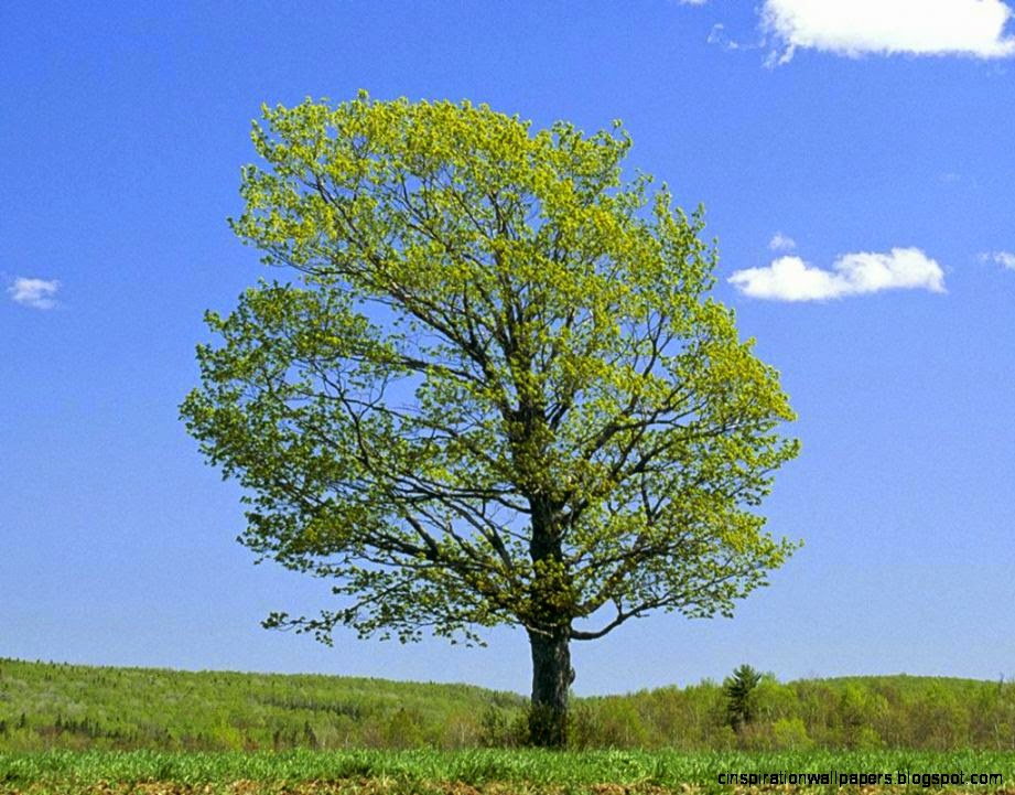 Big green tree landscape free desktop background free wallpaper Big green tree landscape free desktop background free wallpaper