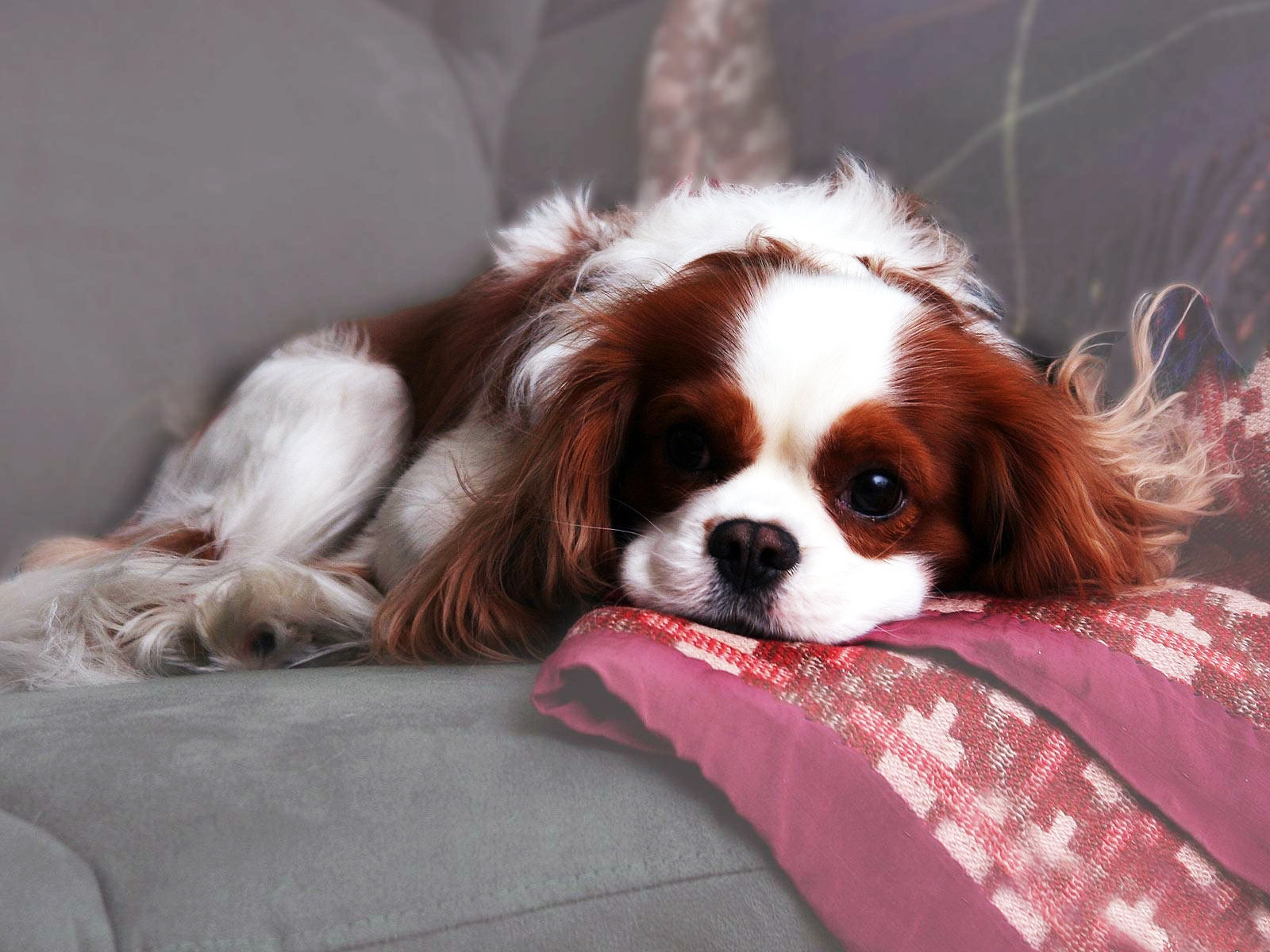 Private Dog Parks: Can Be The Safe Choice
