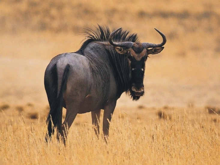 Wildebeest Wildebeest, Hewan Yang Cepat