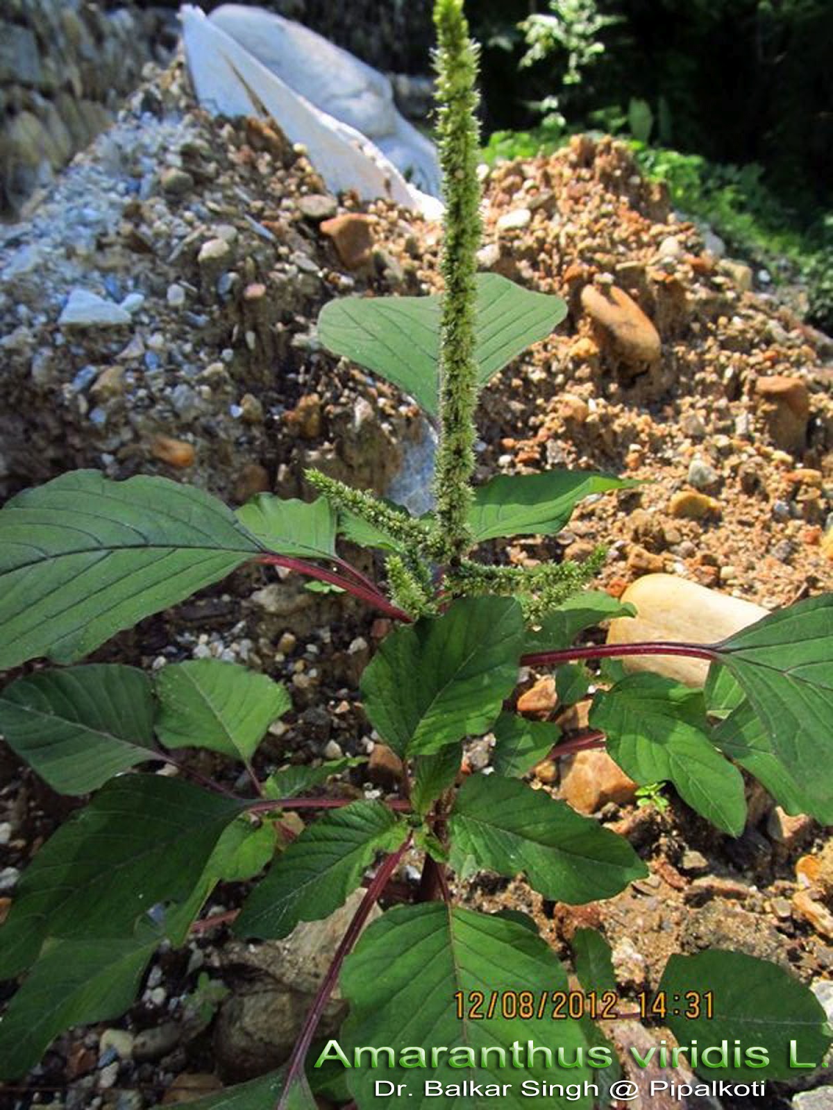 Medicinal Plants Amaranthus viridis
