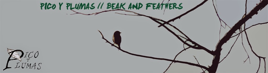 Pico y Plumas  //  Beak and Feathers