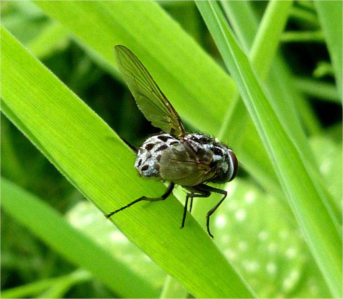 Insects of Scotland Other Flies/Picturewing Flies
