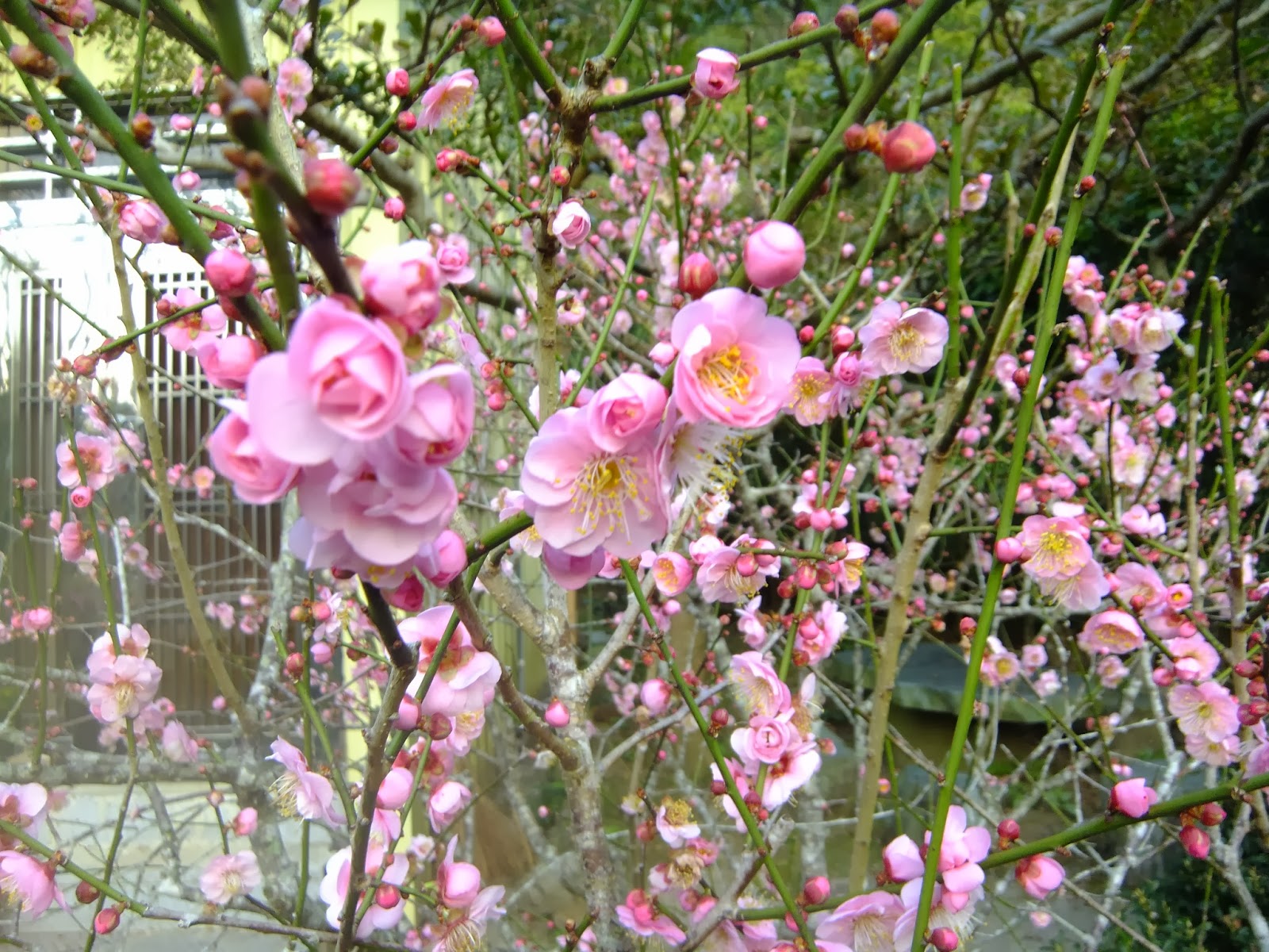 春暖花開 盛開的 宮粉梅