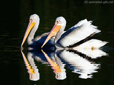 Animacije - Page 27 Image+water+reflection+animation+gif++animals+swans++beautiful+swim+in+the+lake+free+download+photo+effecs+reflections++animated+gif+Art+Poster+Decoration+website+blogs+.gif+format