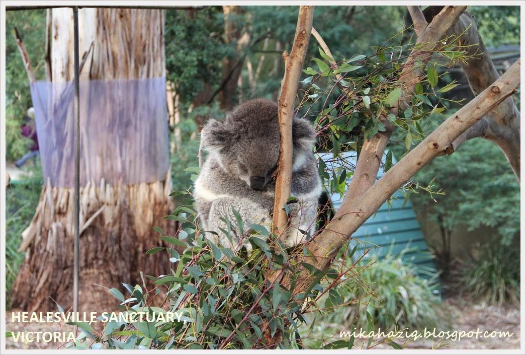 healesville sanctuary jalan-jalan melbourne