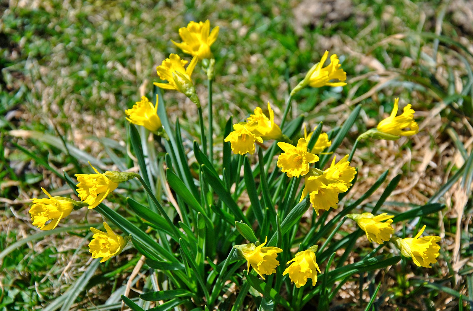 Flores y Paisajes de Asturias Narcissus asturiensis