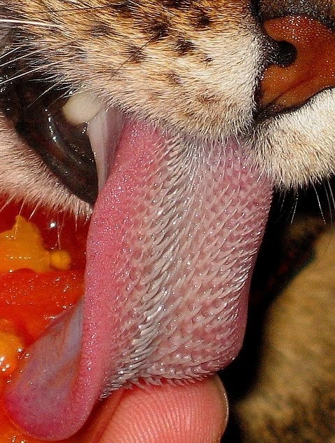 imagesA-tigers-tongue.jpg