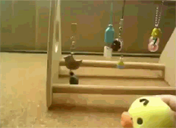 Funny animal gifs - part 90 (10 gifs), love bird dancing with bird toy